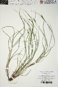 Carex swanii image