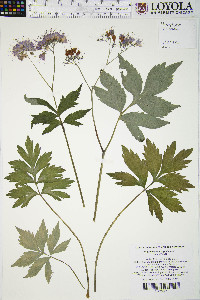 Hydrophyllum virginianum image