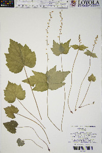 Mitella diphylla image