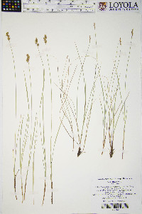 Carex sterilis image