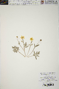 Ranunculus fascicularis image