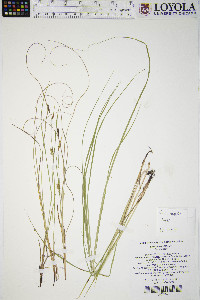 Carex meadii image