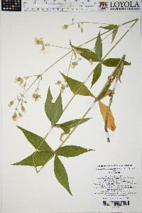 Silene stellata image