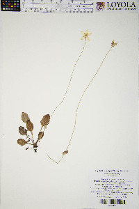 Parnassia glauca image