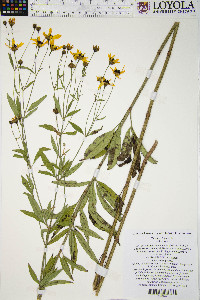 Coreopsis tripteris image