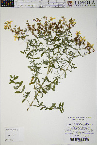 Hypericum perforatum image