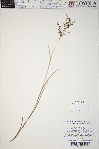 Juncus brachycephalus image