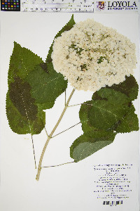 Hydrangea arborescens f. sterilis image