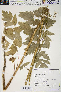 Pastinaca sativa image