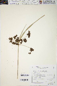 Scirpus hattorianus image