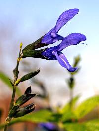 Image of Salvia guaranitica