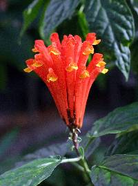 Image of Scutellaria costaricana