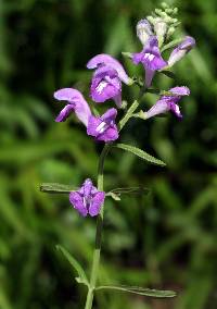 Image of Scutellaria integrifolia