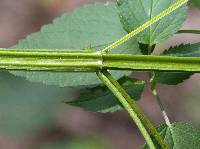 Agastache nepetoides image