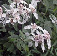 Pycnanthemum loomisii image