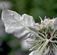 Pycnanthemum loomisii image