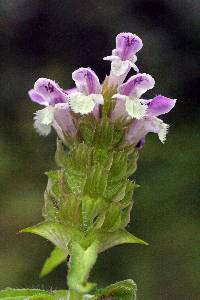 Prunella vulgaris image