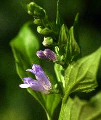 Scutellaria lateriflora image