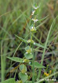 Lycopus amplectens image