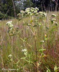 Pycnanthemum verticillatum image