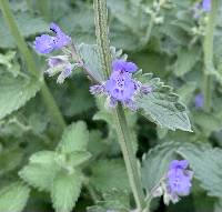 Nepeta racemosa image