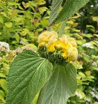 Phlomis russeliana image