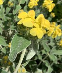 Image of Phlomis fruticosa