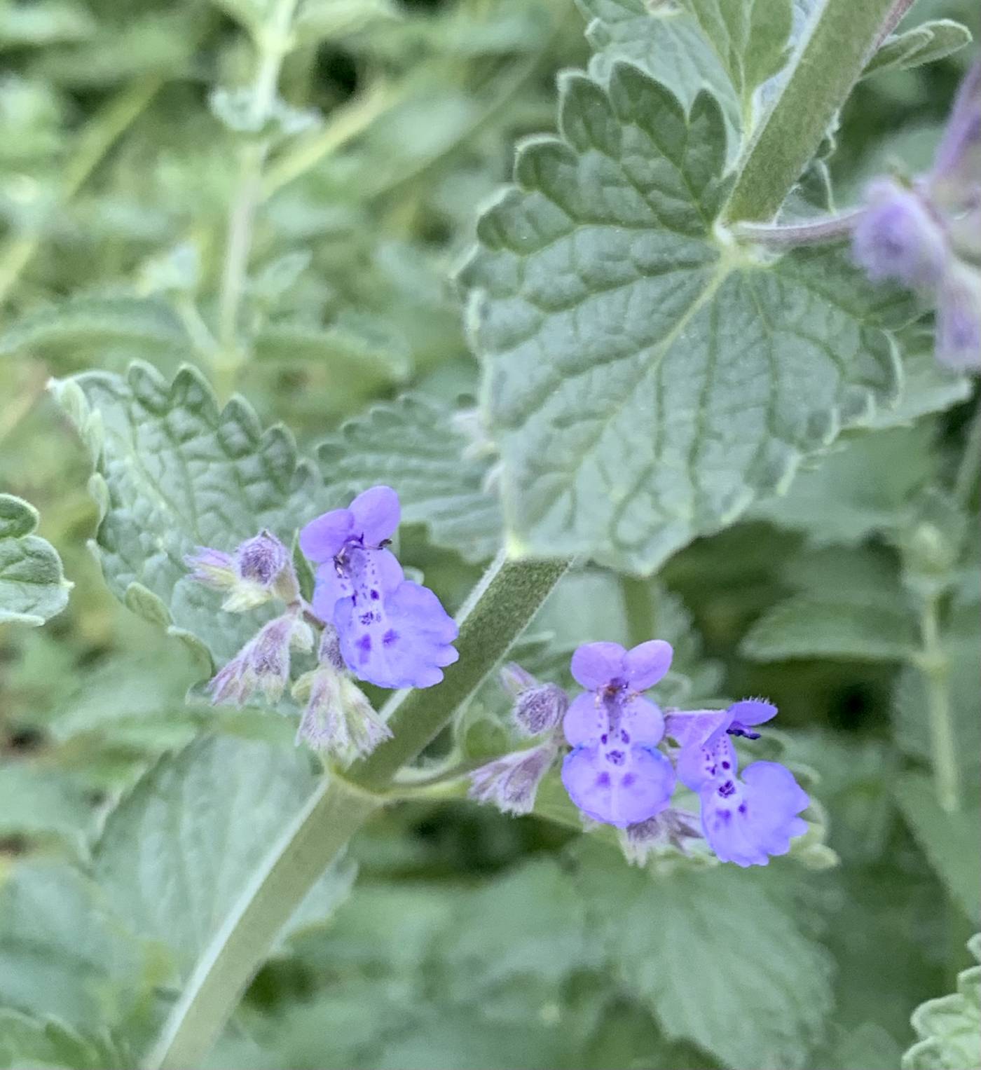 Nepeta racemosa image