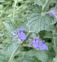 Image of Nepeta racemosa