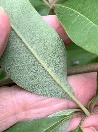 Vitex agnus-castus image