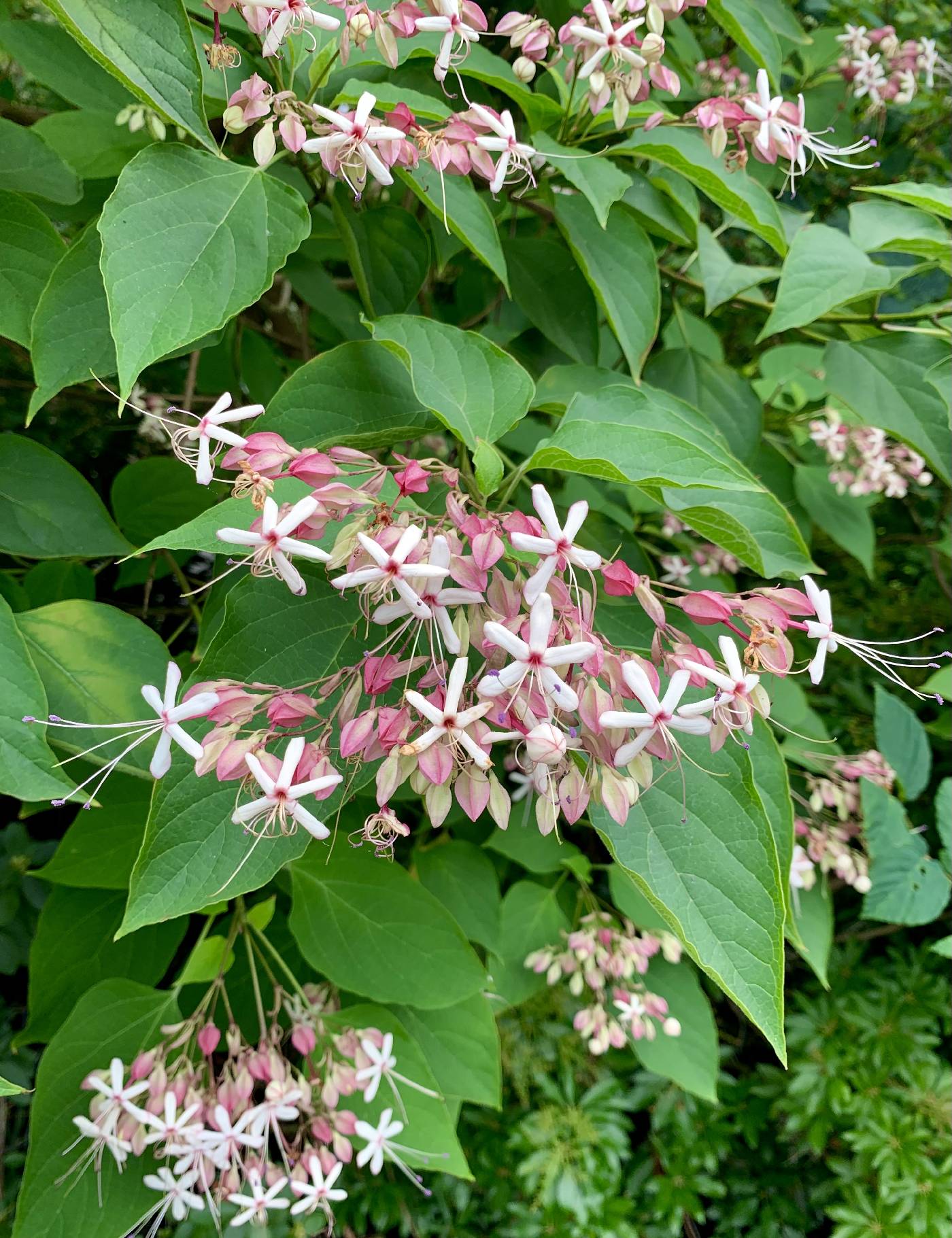 Clerodendrum trichotomum image