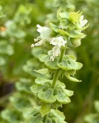 Ocimum basilicum image