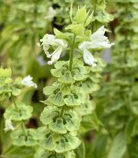 Ocimum basilicum image