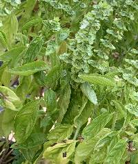 Image of Ocimum basilicum