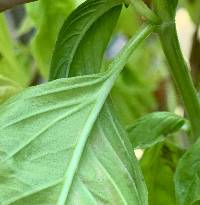 Ocimum basilicum image