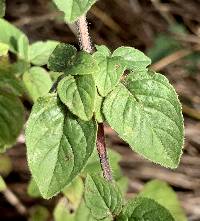 Origanum vulgare image