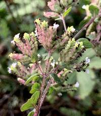 Origanum vulgare image