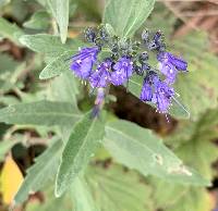 Caryopteris × cladonensis image