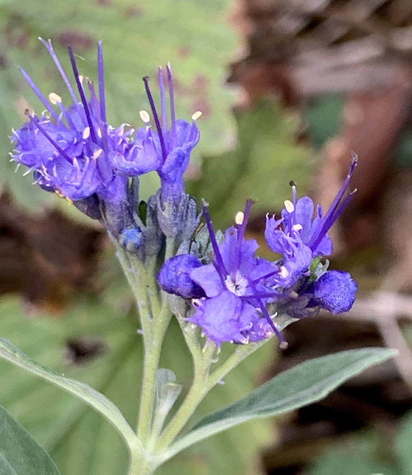 Caryopteris × cladonensis image