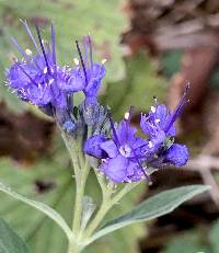 Image of Caryopteris × cladonensis