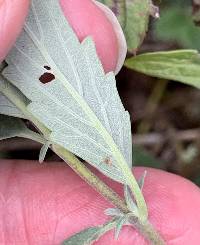 Caryopteris × cladonensis image