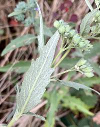 Caryopteris × cladonensis image