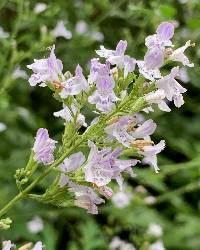 Calamintha nepeta image