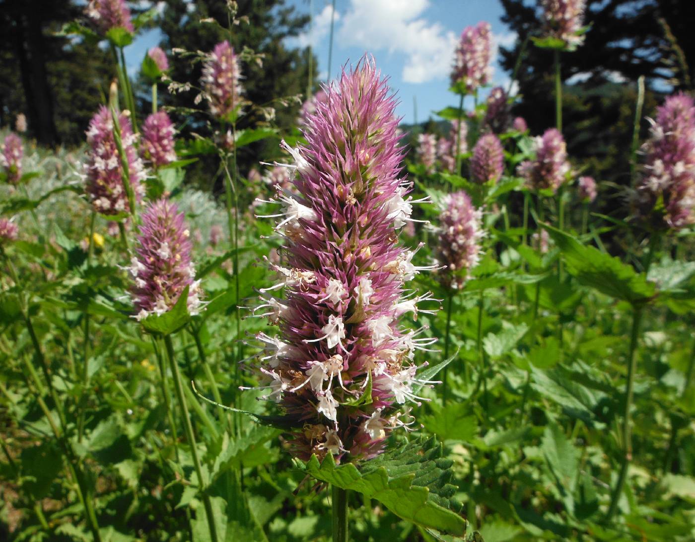 Agastache urticifolia image