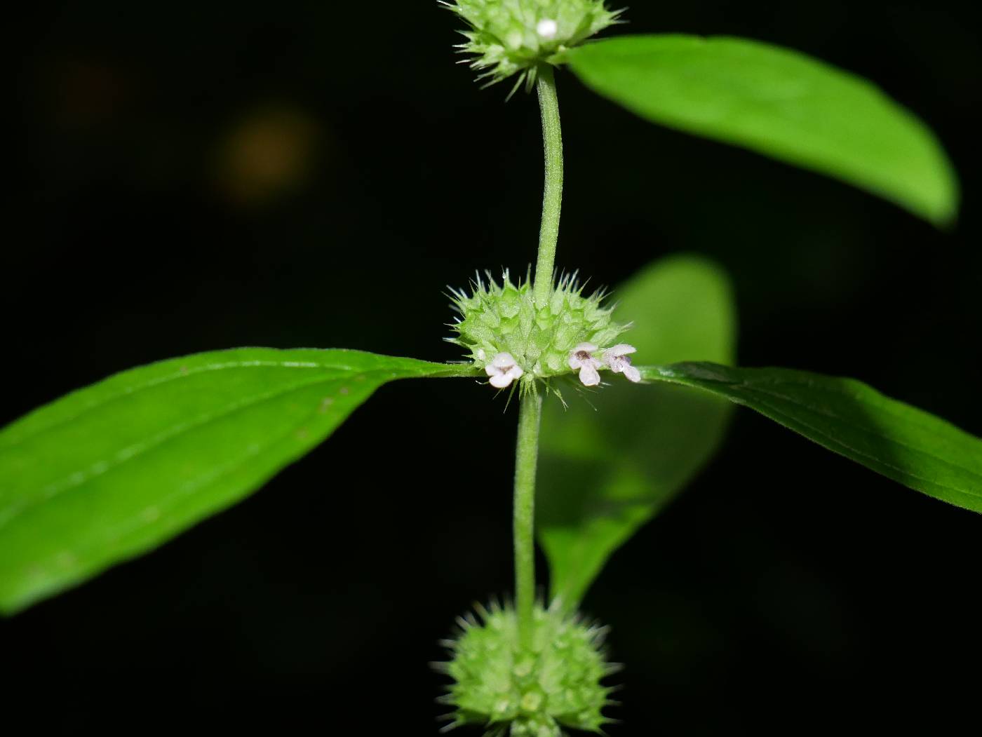 Chaiturus marrubiastrum image