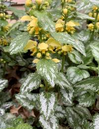 Image of Lamium galeobdolon