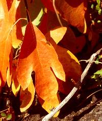 Sassafras albidum image