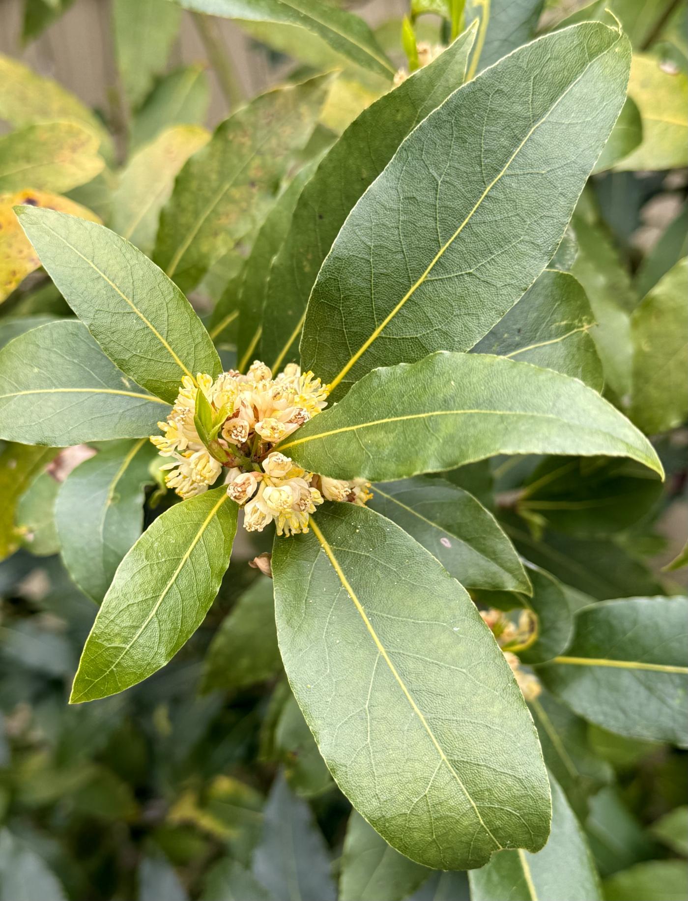 Laurus image