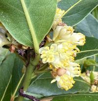 Laurus nobilis image