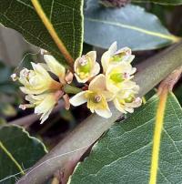 Laurus nobilis image